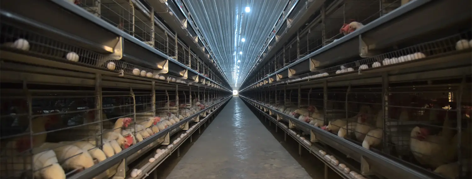 Layer Cage System