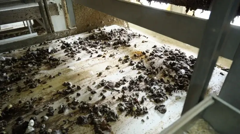 Healthy Chickens Begin with a Healthy Gut - Manure Detail