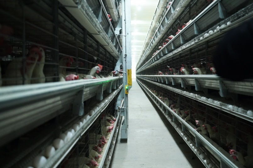 Layer Poultry Farm Setup Guide