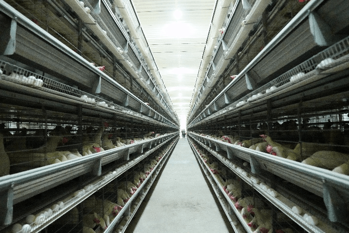 Layer poultry equipment