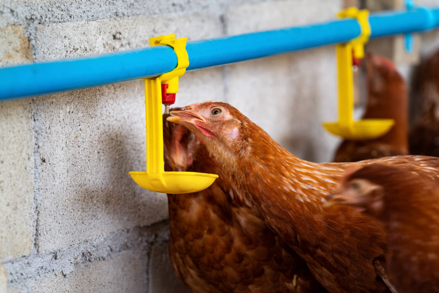 Ventilation and Air Quality in Poultry House