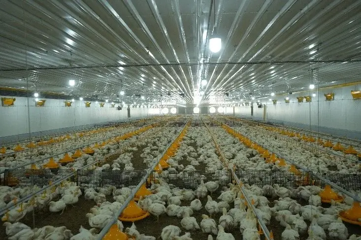 Automated Poultry Feeding Systems