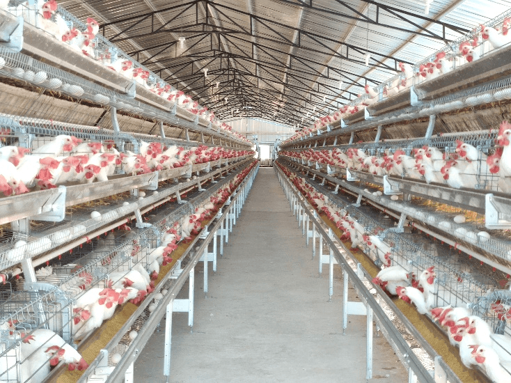 Poultry cage system