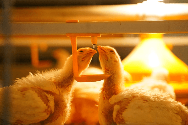 Poultry cage equipment