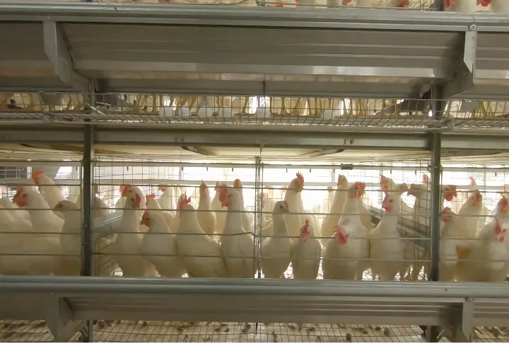 Poultry egg collection system