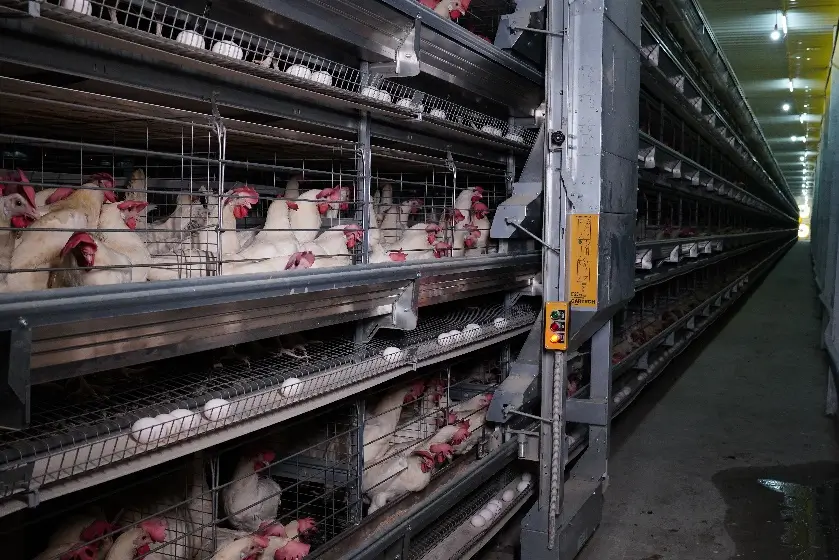 Poultry feeding equipment