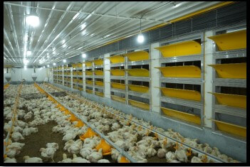 Insulated poultry house