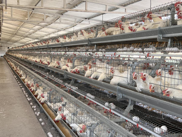 GE Royal LBL A-Type Layer Breeder Cage System