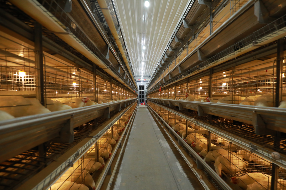 H-Type Broiler Breeder - Layer Cage