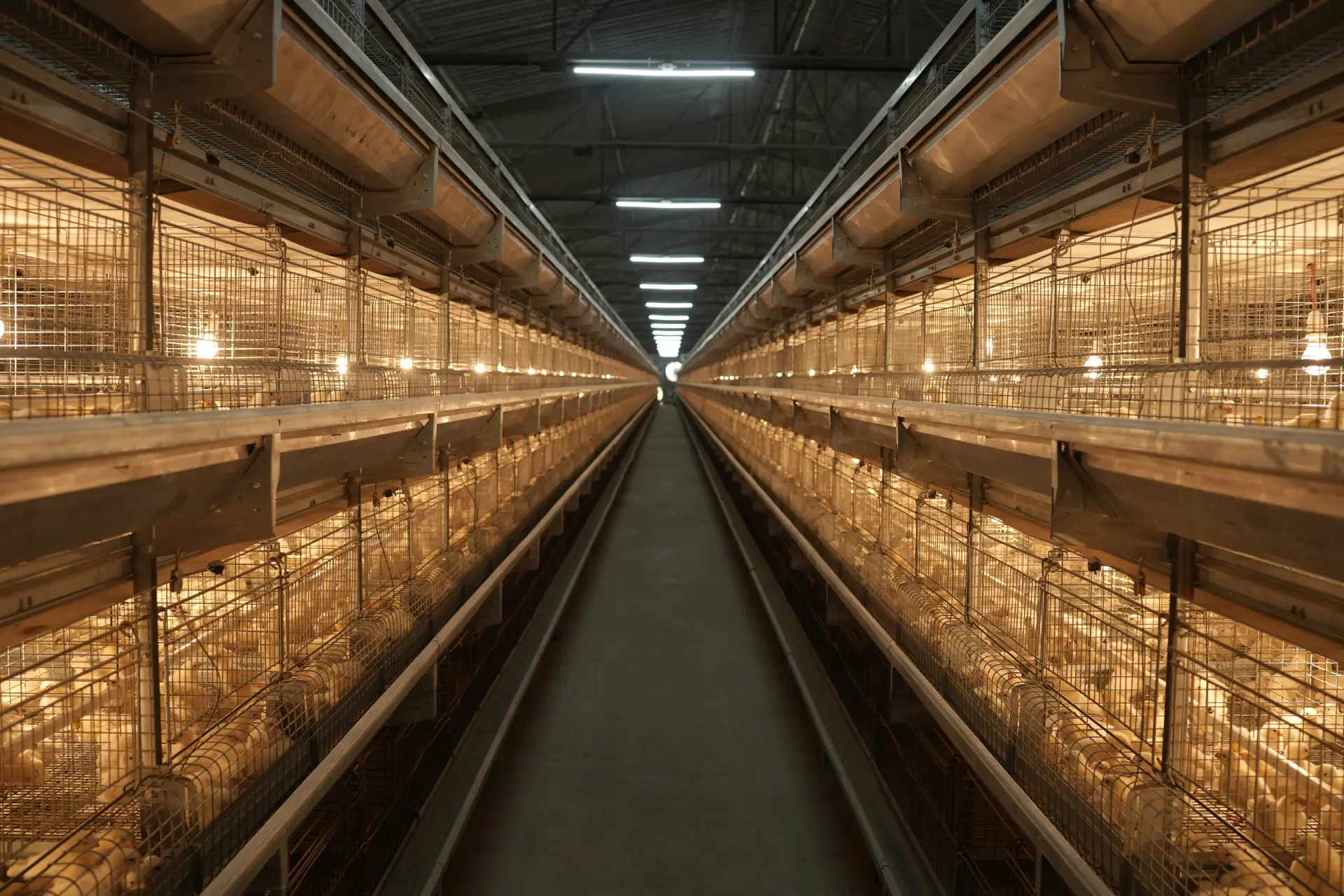 H-Type - Pullet Battery