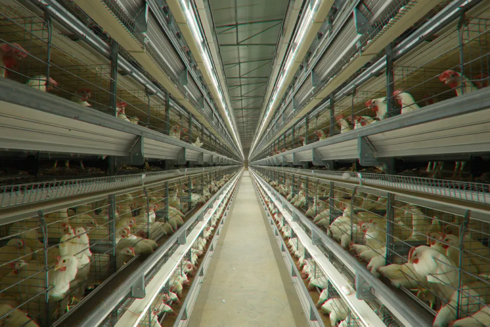 GE Ultima H-Type Broiler Breeder Layer Cage System