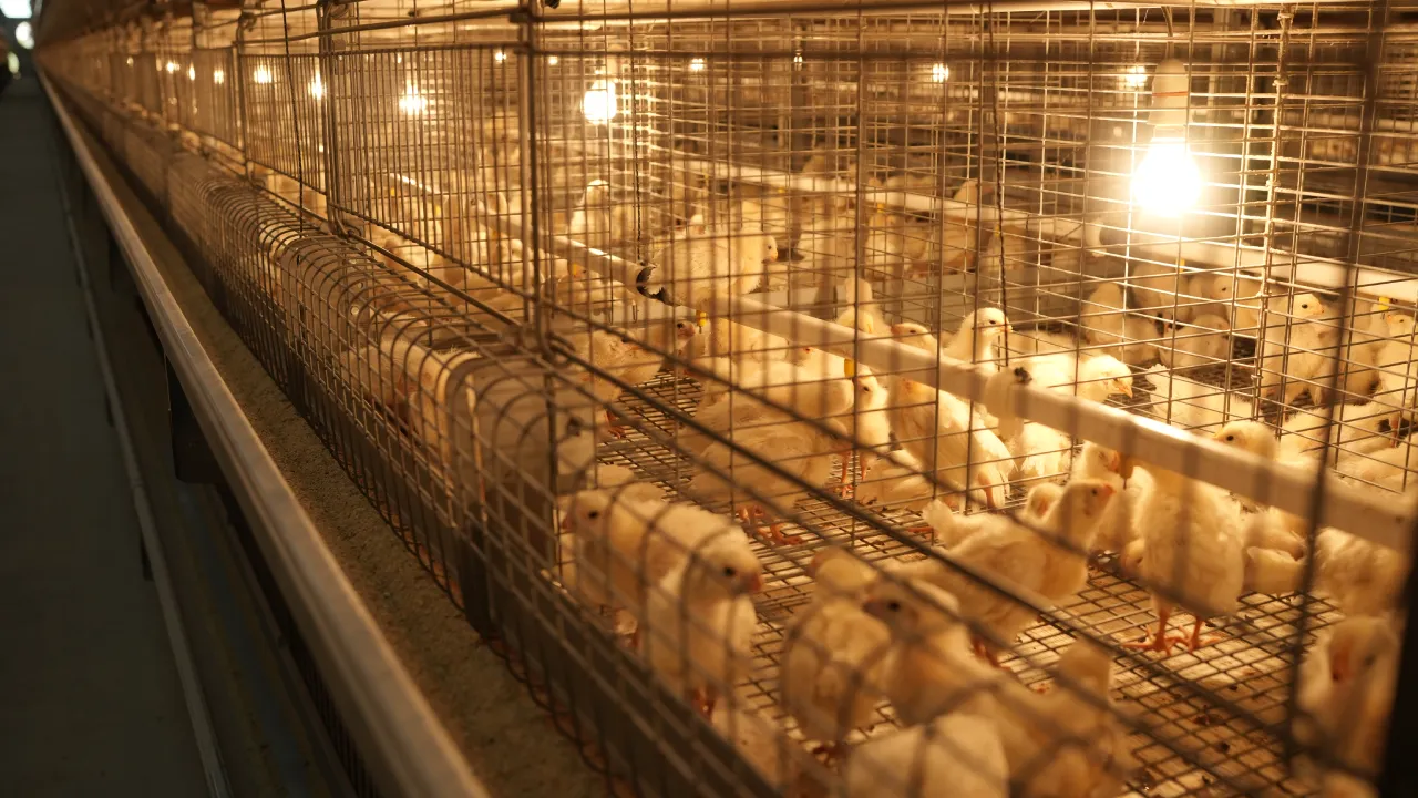 Breeder Pullet Cage