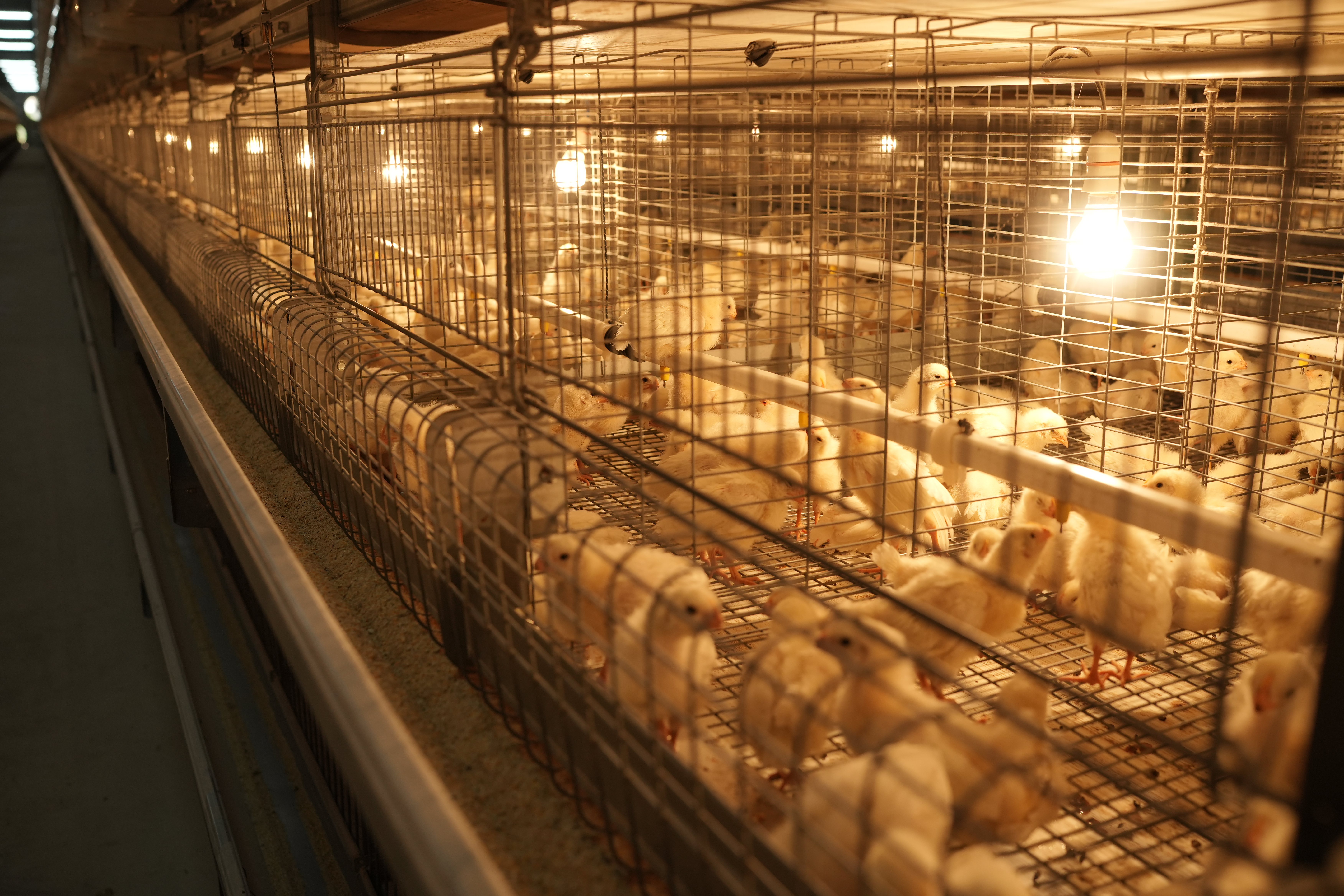 GE Ultima H-Type Breeder Pullet Brooder Cum Grower Cage