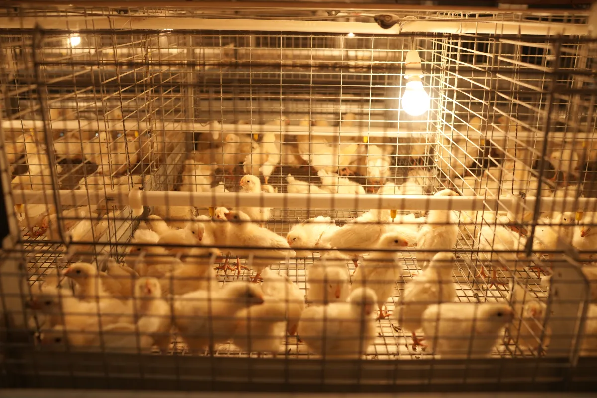 Gartech GE H-Type Breeder Pullet (Brooder Cum Grower) Cage (GE Ultima Breeder Pullet)