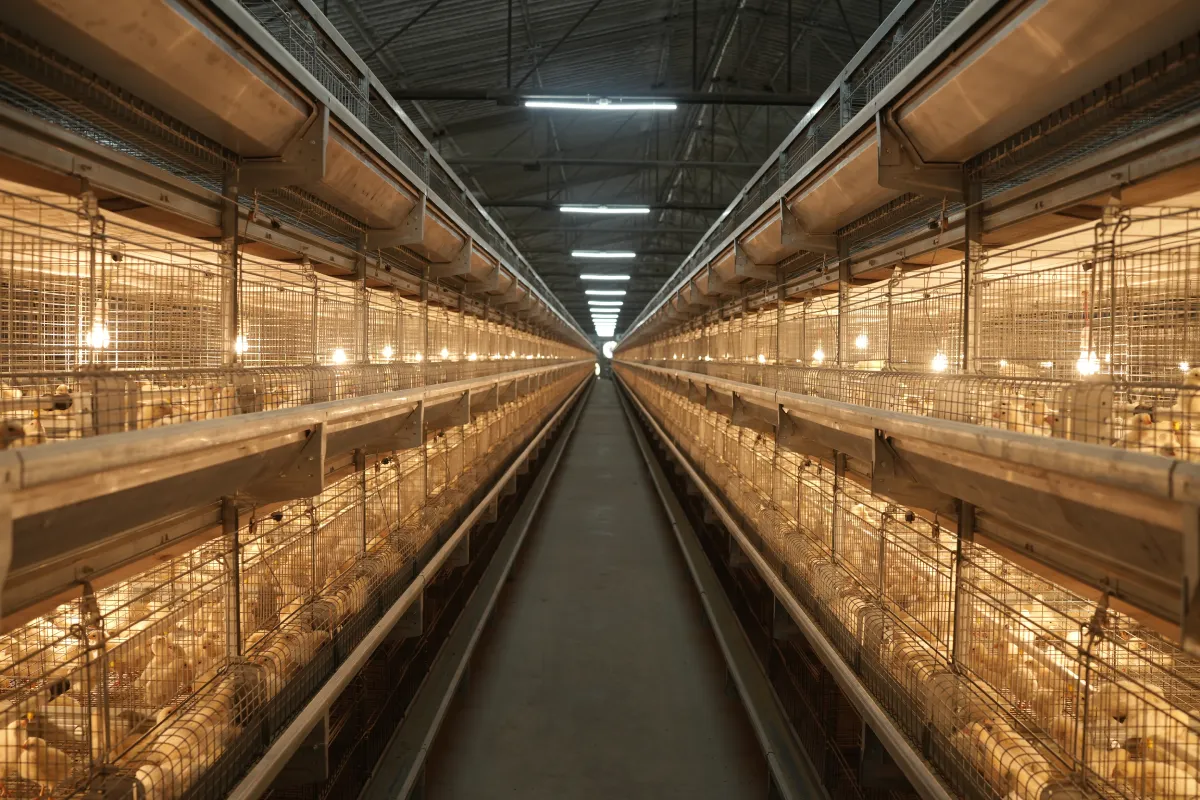 Gartech GE H-Type Breeder Pullet (Brooder Cum Grower) Cage (GE Ultima Breeder Pullet)