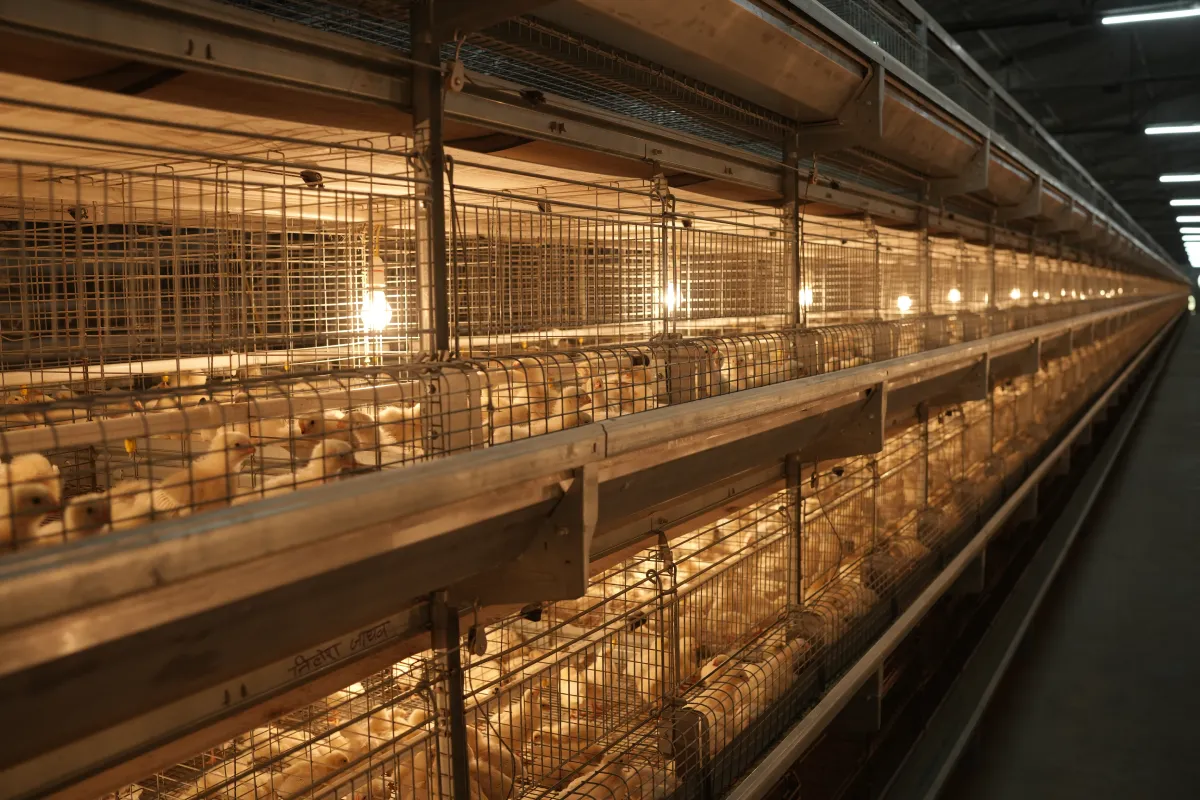 Gartech GE H-Type Breeder Pullet (Brooder Cum Grower) Cage (GE Ultima Breeder Pullet)