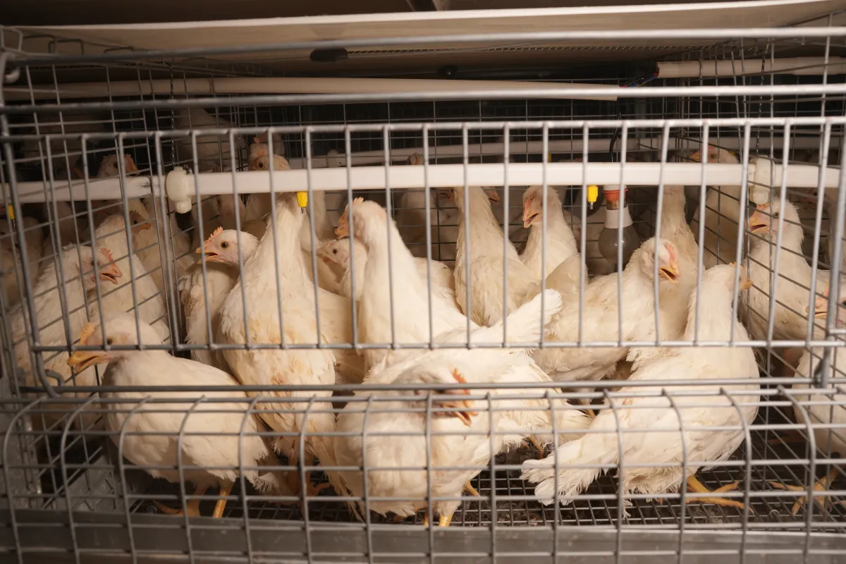 Gartech GE H-Type Breeder Pullet (Brooder Cum Grower) Cage (GE Ultima Breeder Pullet)