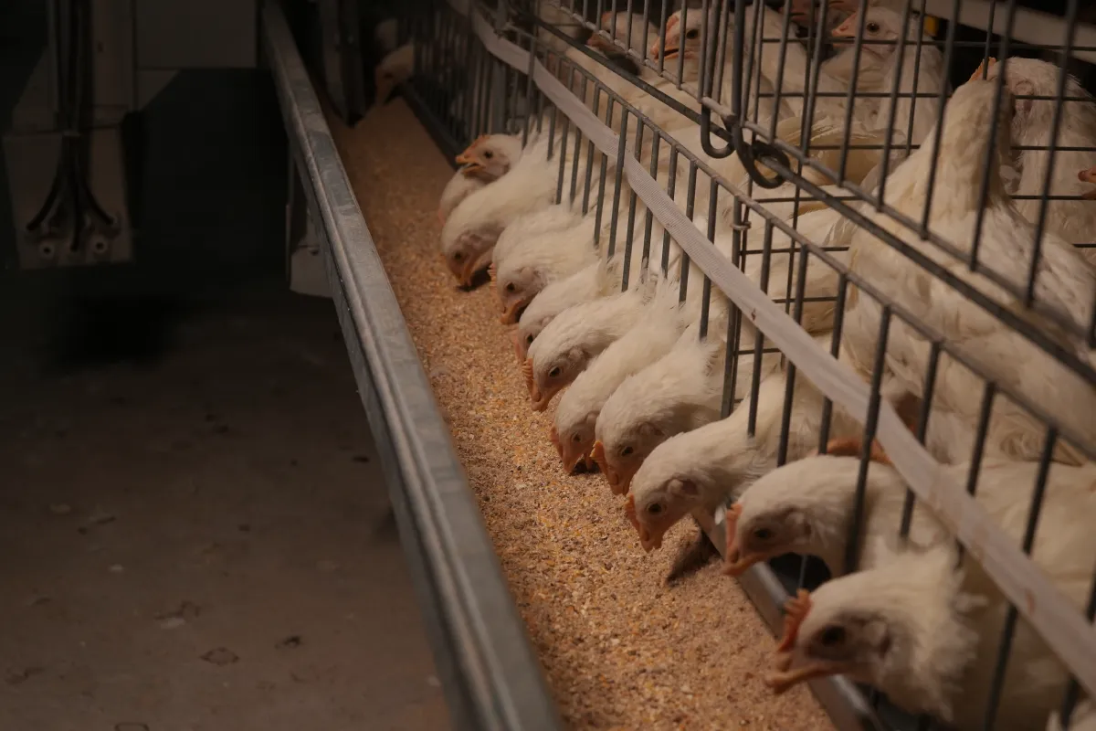 Gartech GE H-Type Breeder Pullet (Brooder Cum Grower) Cage (GE Ultima Breeder Pullet)