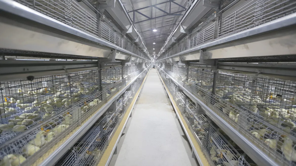 Gartech GE H-Type Breeder Pullet (Brooder Cum Grower) Cage (GE Ultima Breeder Pullet)
