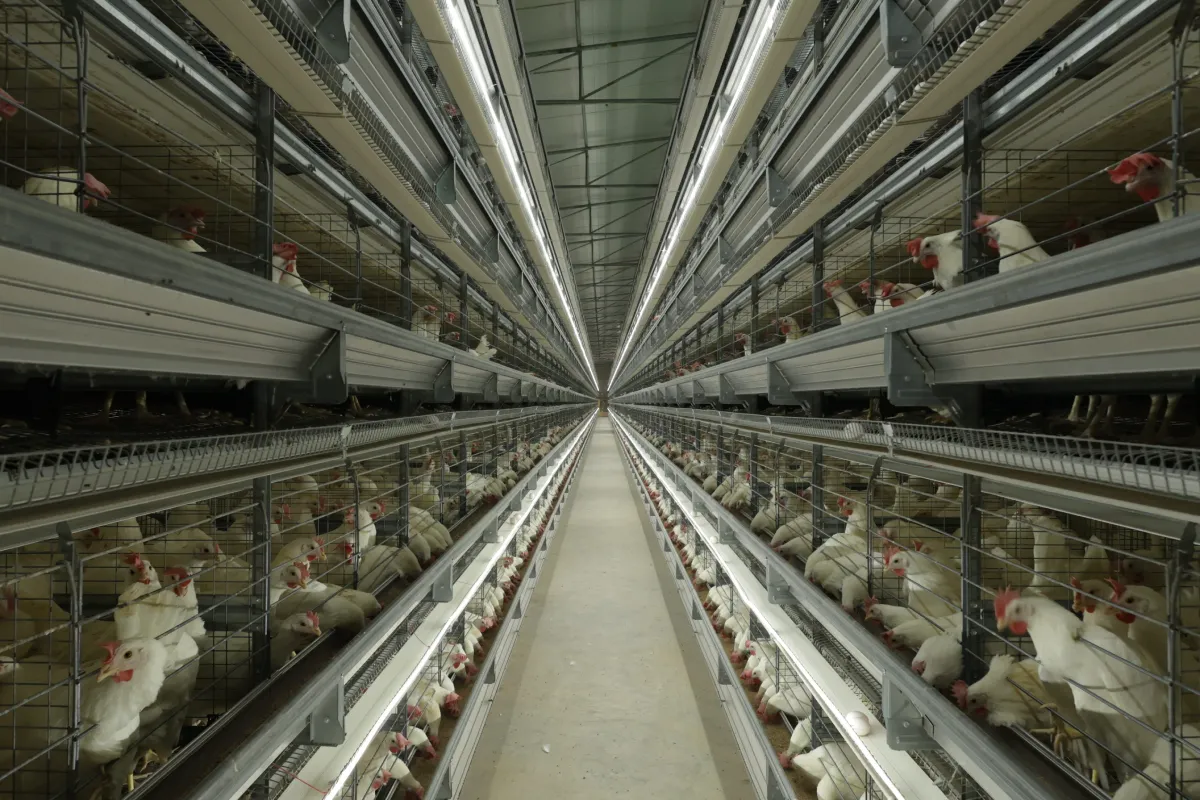 H-Type Layer Breeder Layer Cage System