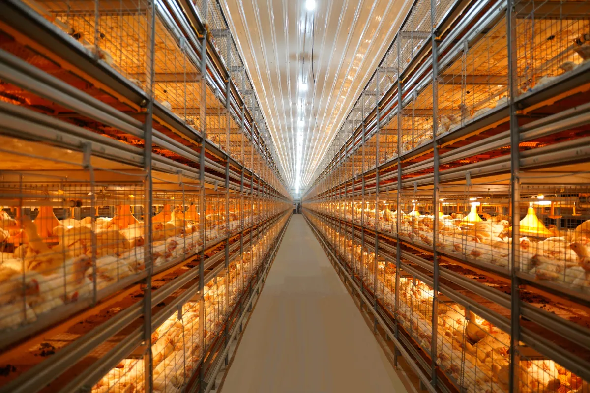 H-Type Vertical Commercial Broiler Cage