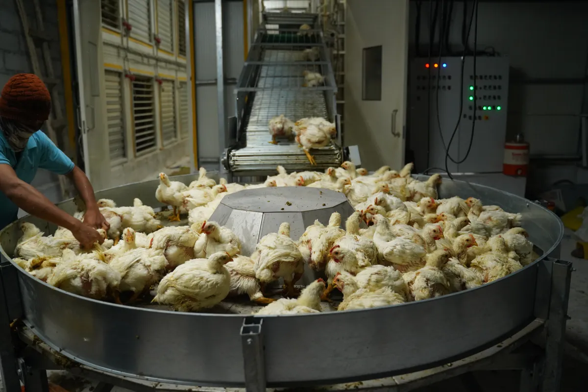 Gartech GE Ultima Breeder Pullet Product