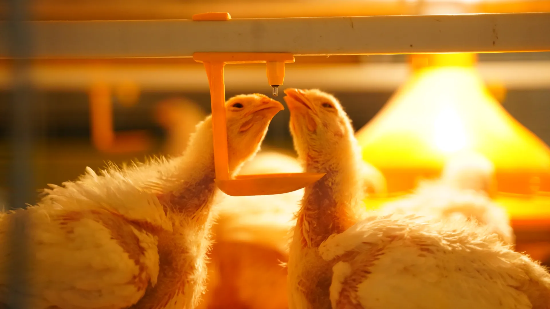 Gartech GE Ultima Breeder Pullet Product
