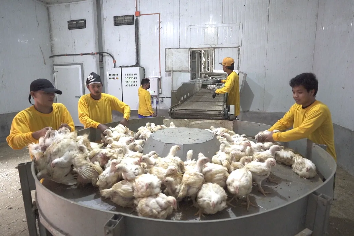 Gartech GE Ultima Breeder Pullet Product