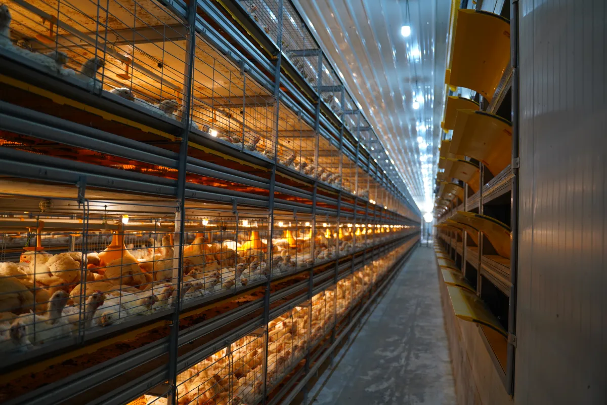 Gartech GE Ultima Breeder Pullet Product