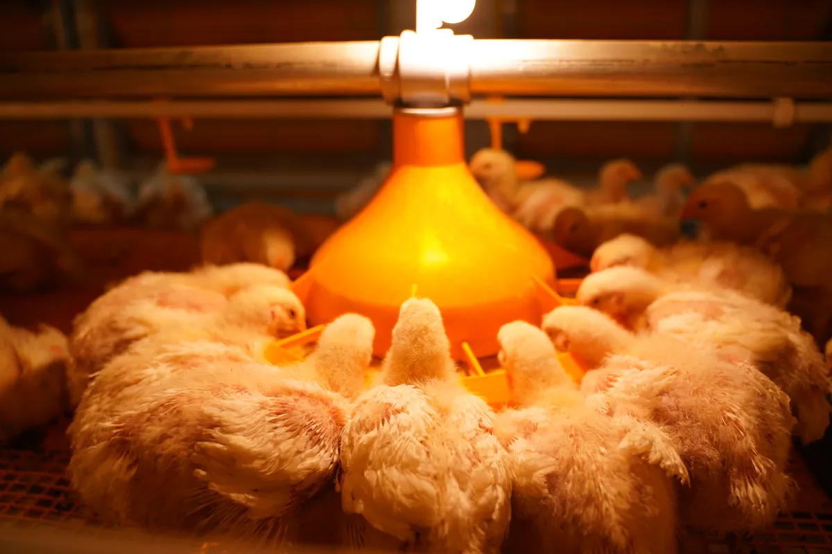 Gartech GE Ultima Breeder Pullet Product