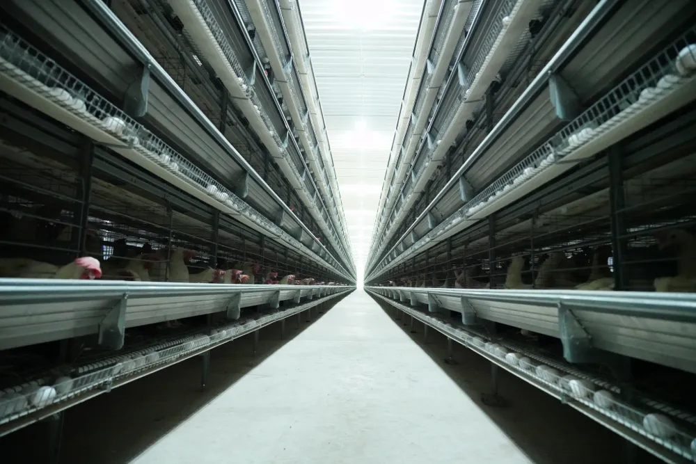 a Type Layer Cage System