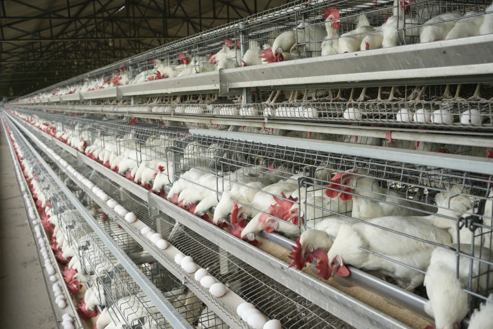 California Type Brooder Cum Grower Cage