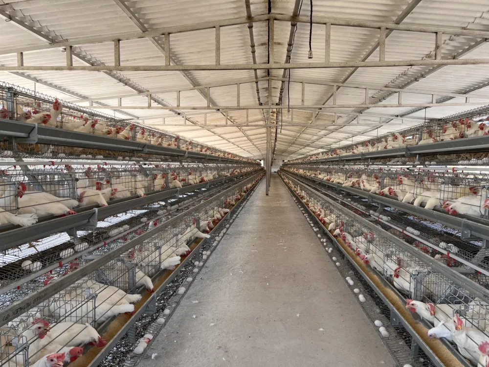 A-Type Layer Cage System