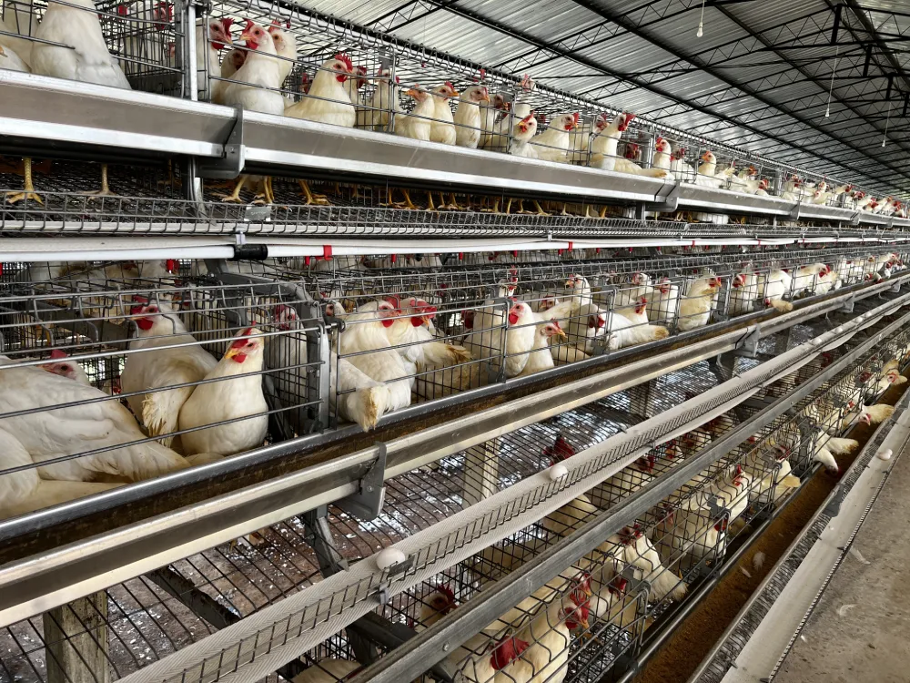 A-Type Layer Cage System