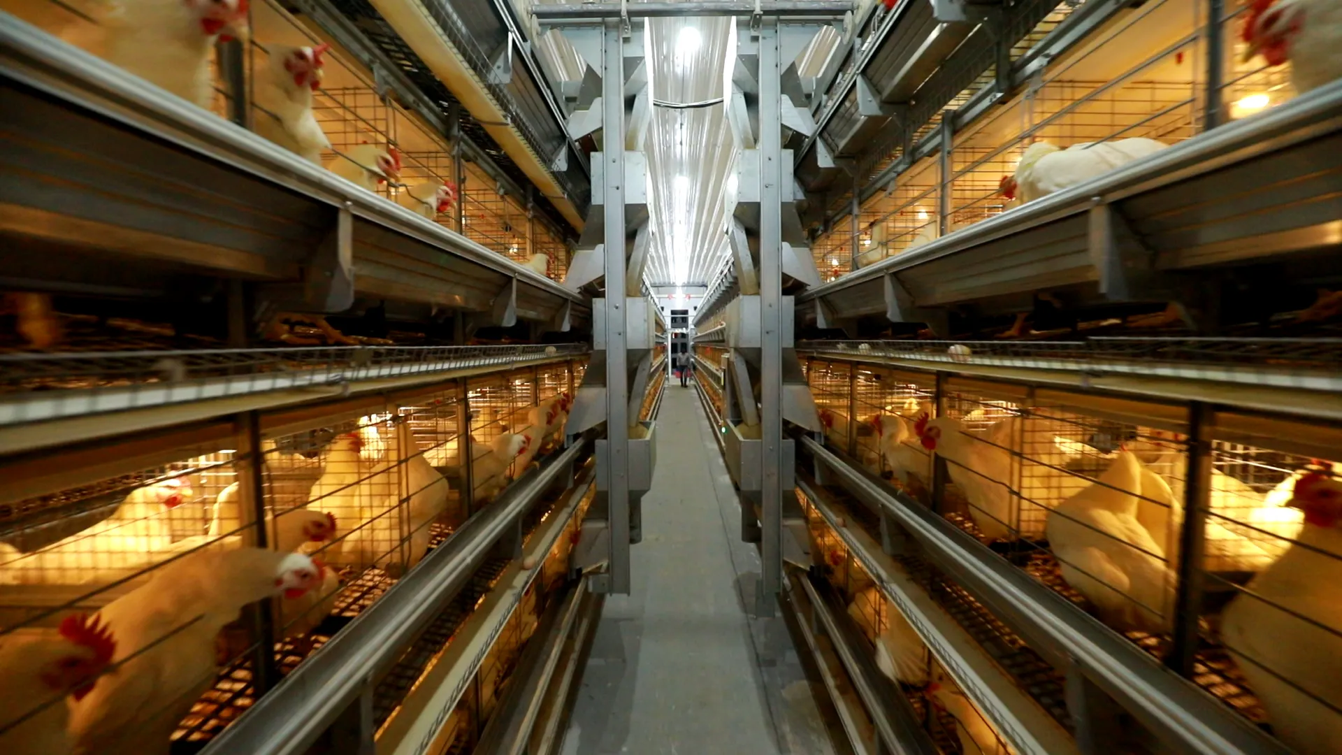 Trolley Feeding System for Broiler Breeders