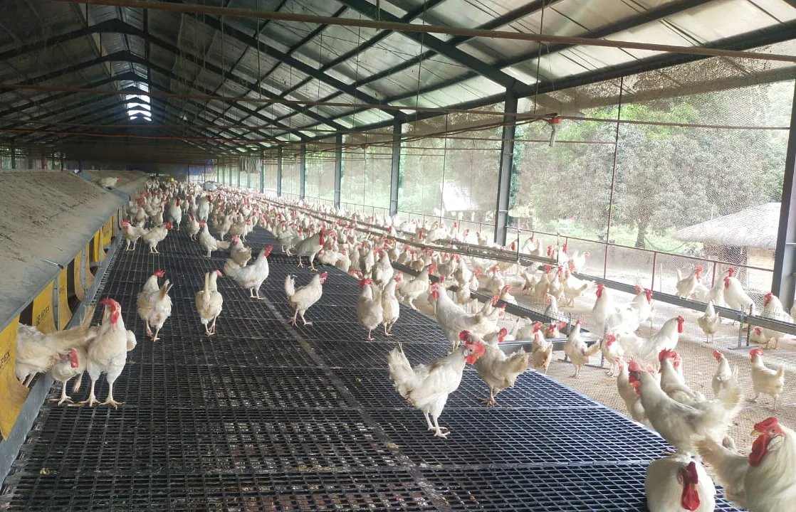 Chain Feeding System