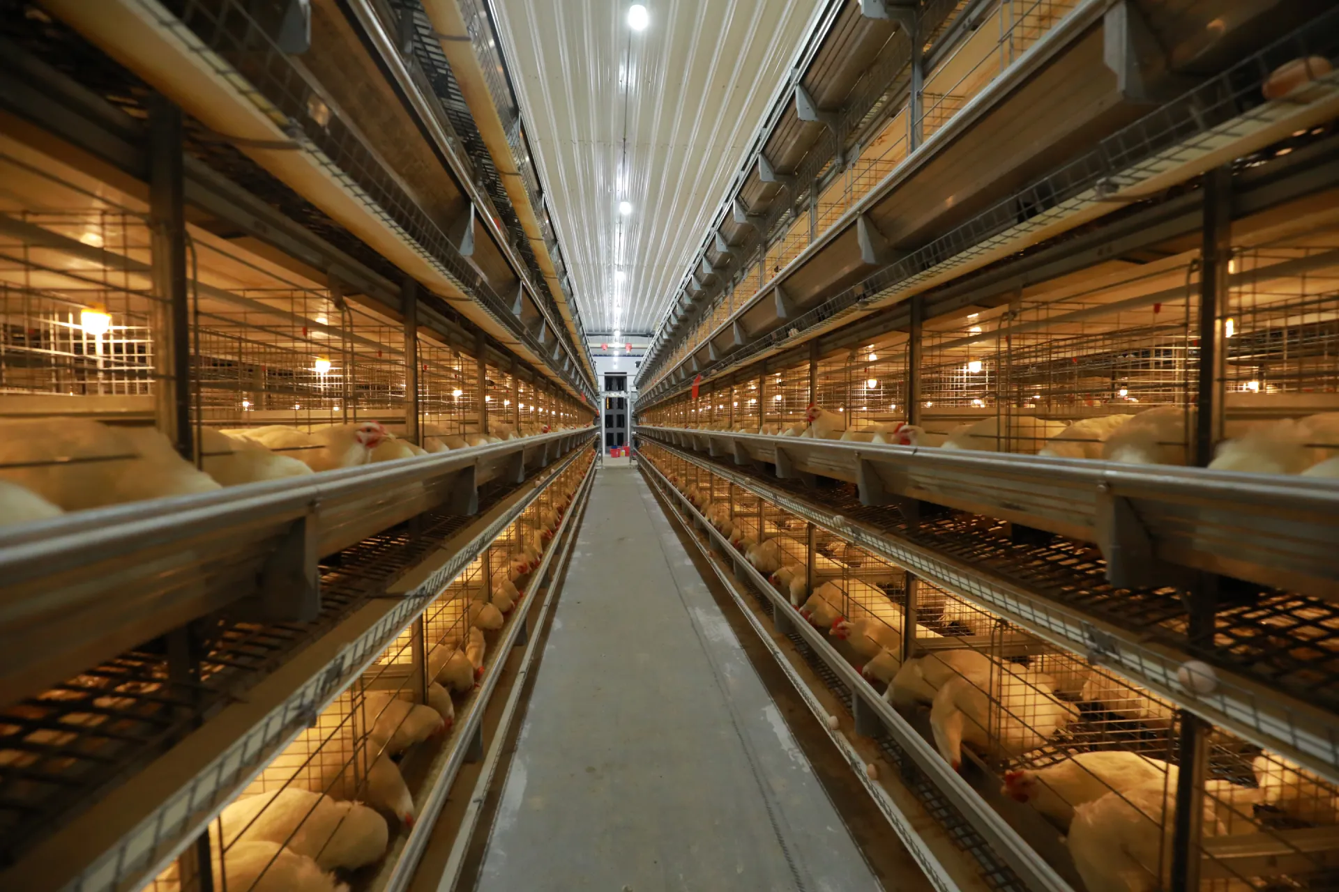 Breeder  Cage System