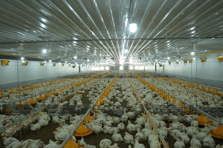 Automated Poultry Feeding System