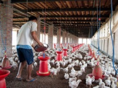 Automated poultry shed interior with broilers