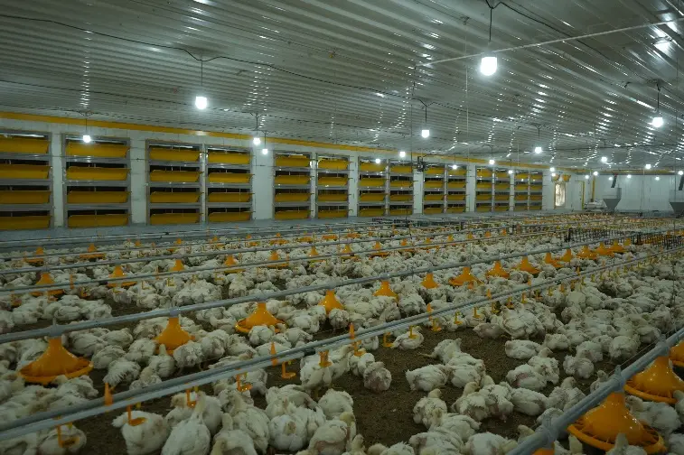 Automated poultry shed interior with broilers