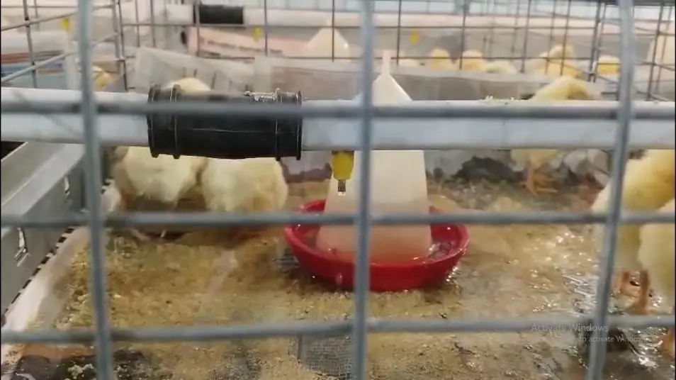 Water Quality in Nipple Drinking Systems