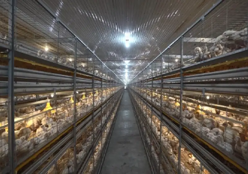 Broiler poultry farming equipment