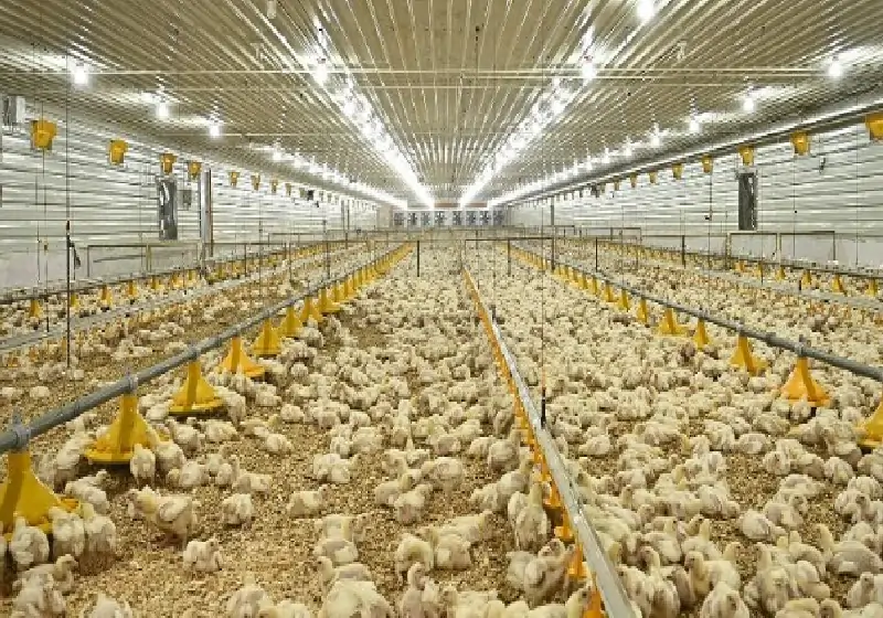 Broiler poultry system for efficient farming