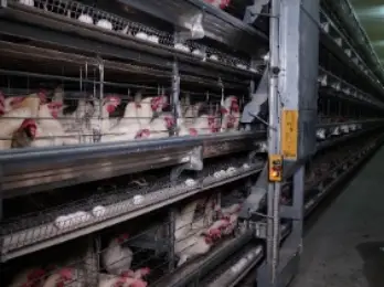 Successful Layer Poultry Farm