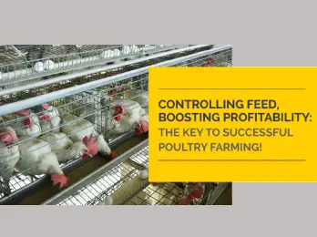 CONTROLLING FEED, BOOSTING PROFITABILITY: THE KEY TO SUCCESSFUL POULTRY FARMING!
