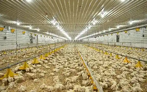 GE Maxx Pro poultry equipment for efficiency