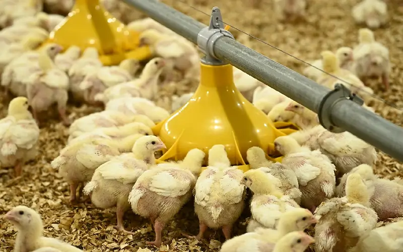 GE Maxx Pro poultry system features