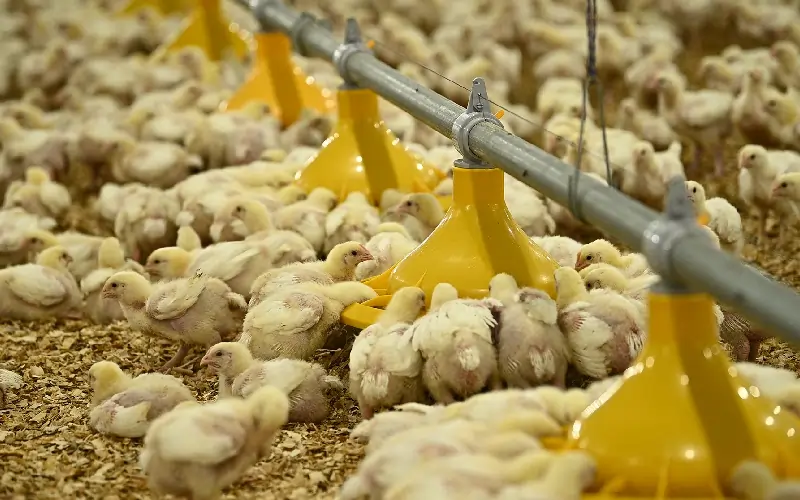 GE Maxx Pro automated poultry farming solution