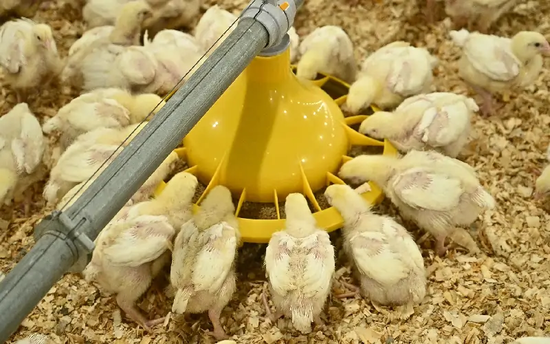 GE Maxx Pro advanced poultry equipment