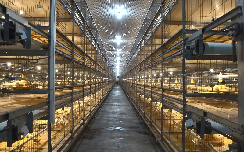 GE Maxxima poultry farming system